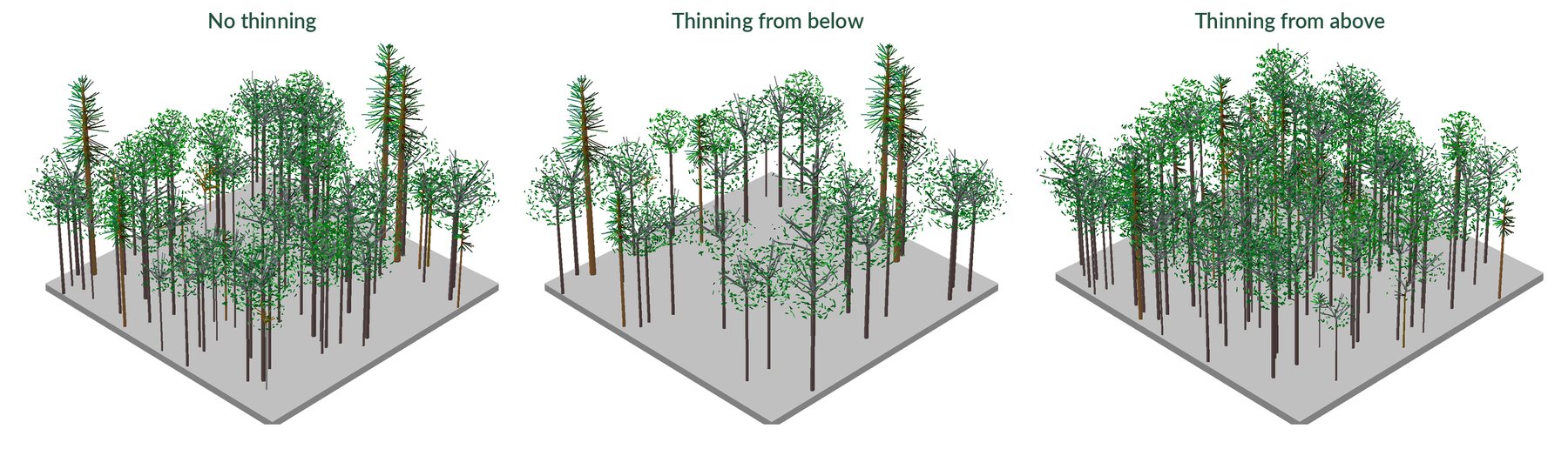 Three 3D renderings of the same simulated stand after 50 years: unthinned and dense, thinned from below with open space between larger trees, and thinned from above with many smaller trees filling the canopy
